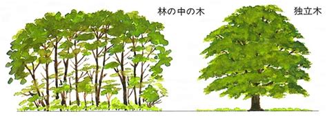 木形|樹形(ジュケイ)とは？ 意味や使い方